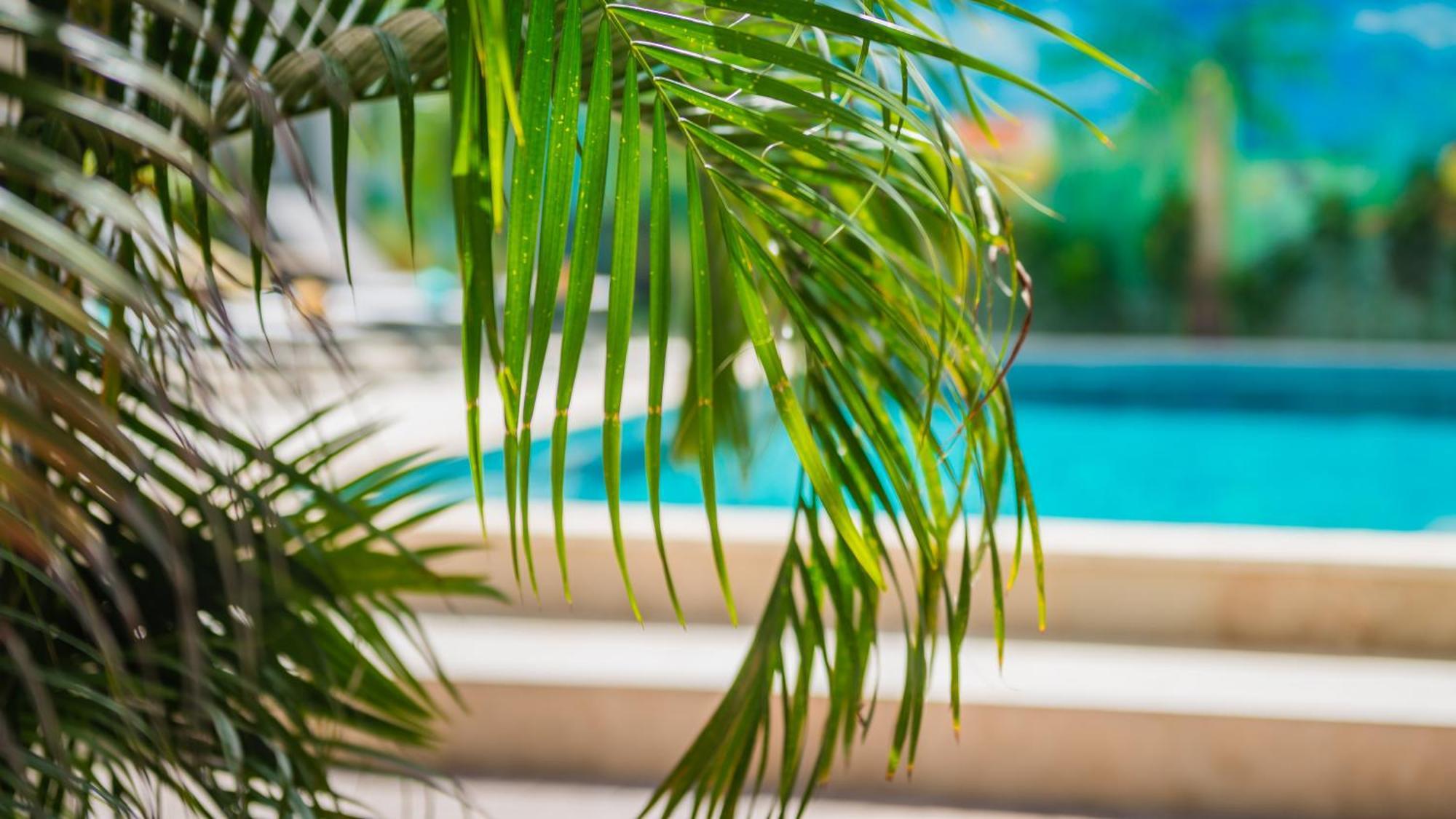 Casita Palma Boutique Resort Playa Eksteriør billede